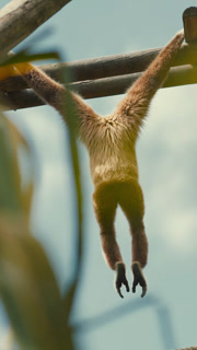 Gibbon swings on branches in an outdoor habitat during daytime