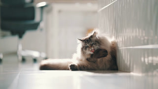 Cat resting and grooming on the floor in a bright room during the day