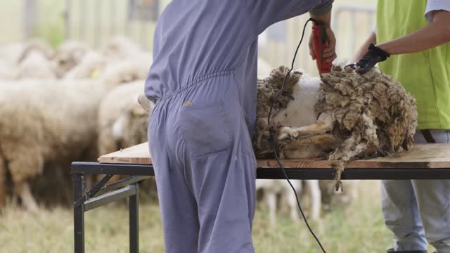 Working Animals Stock Footage: Royalty-Free Video Clips - Storyblocks