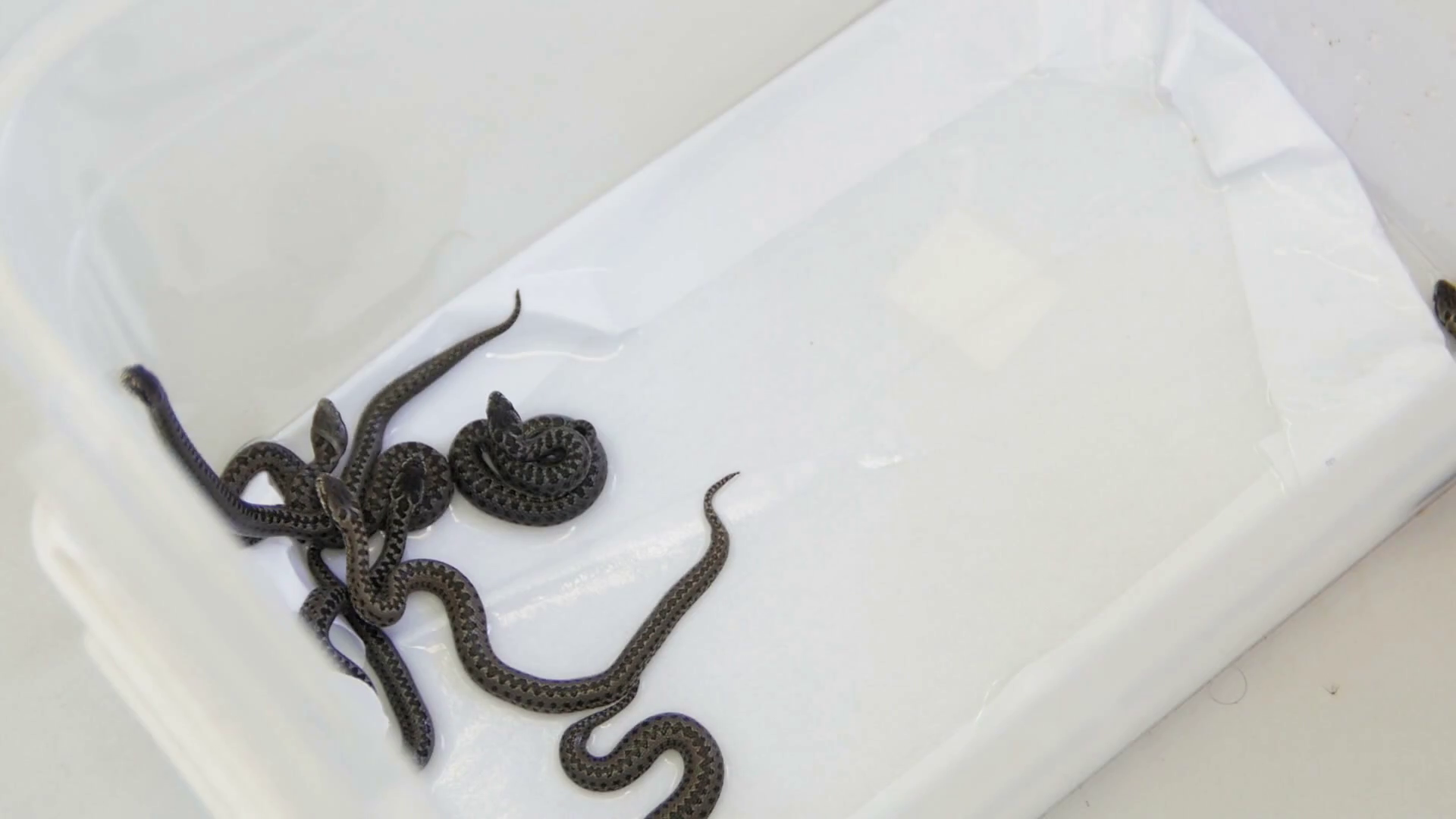 Group of 1 day old newborns Snakes in a terrarium meadow viper