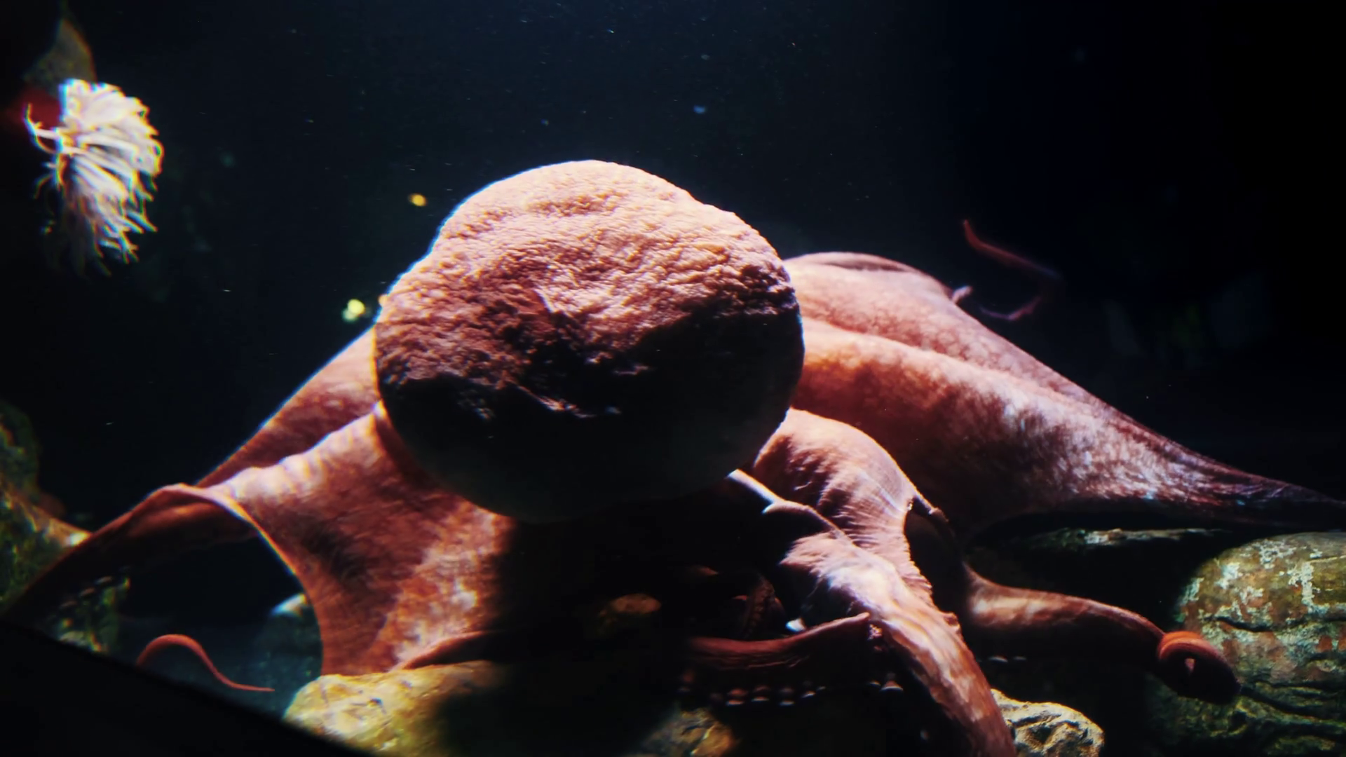 Large Splendid Octopus Behind Glass Of Stock Footage SBV347433497