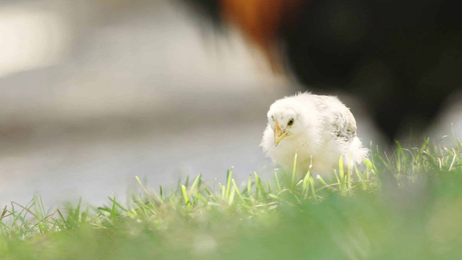 Cute Little Chickens Grazing On Field Stock Footage SBV348501937