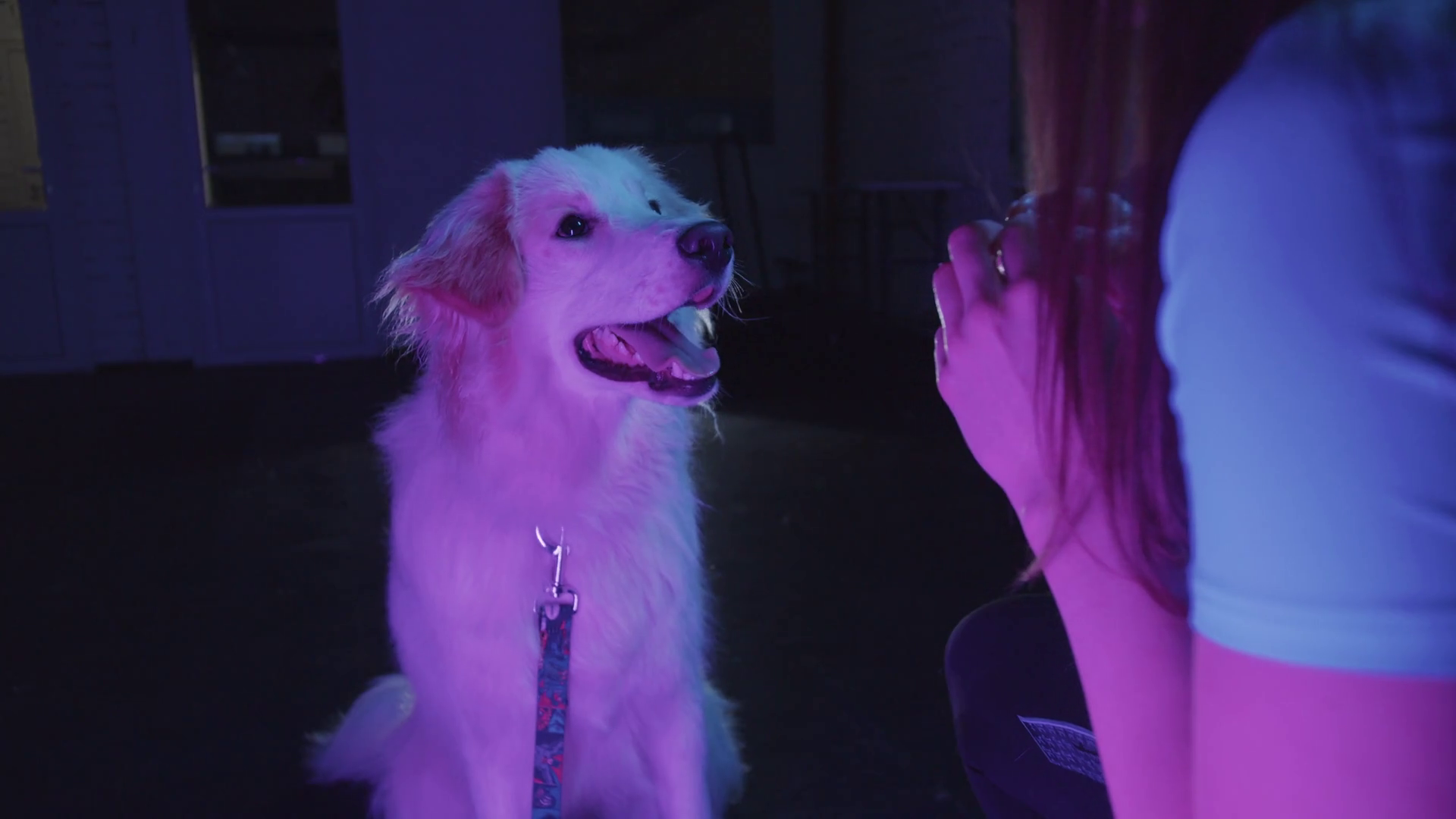 White Golden Retriever Dog Barks On Command Stock Footage SBV347470661