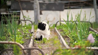 A cat licks a paw, sits in the garden, a sunny day