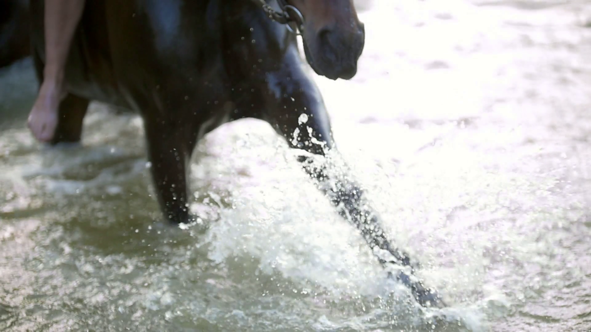 Black Horse Stomps Hoof On River Splashes Stock Footage SBV324933333