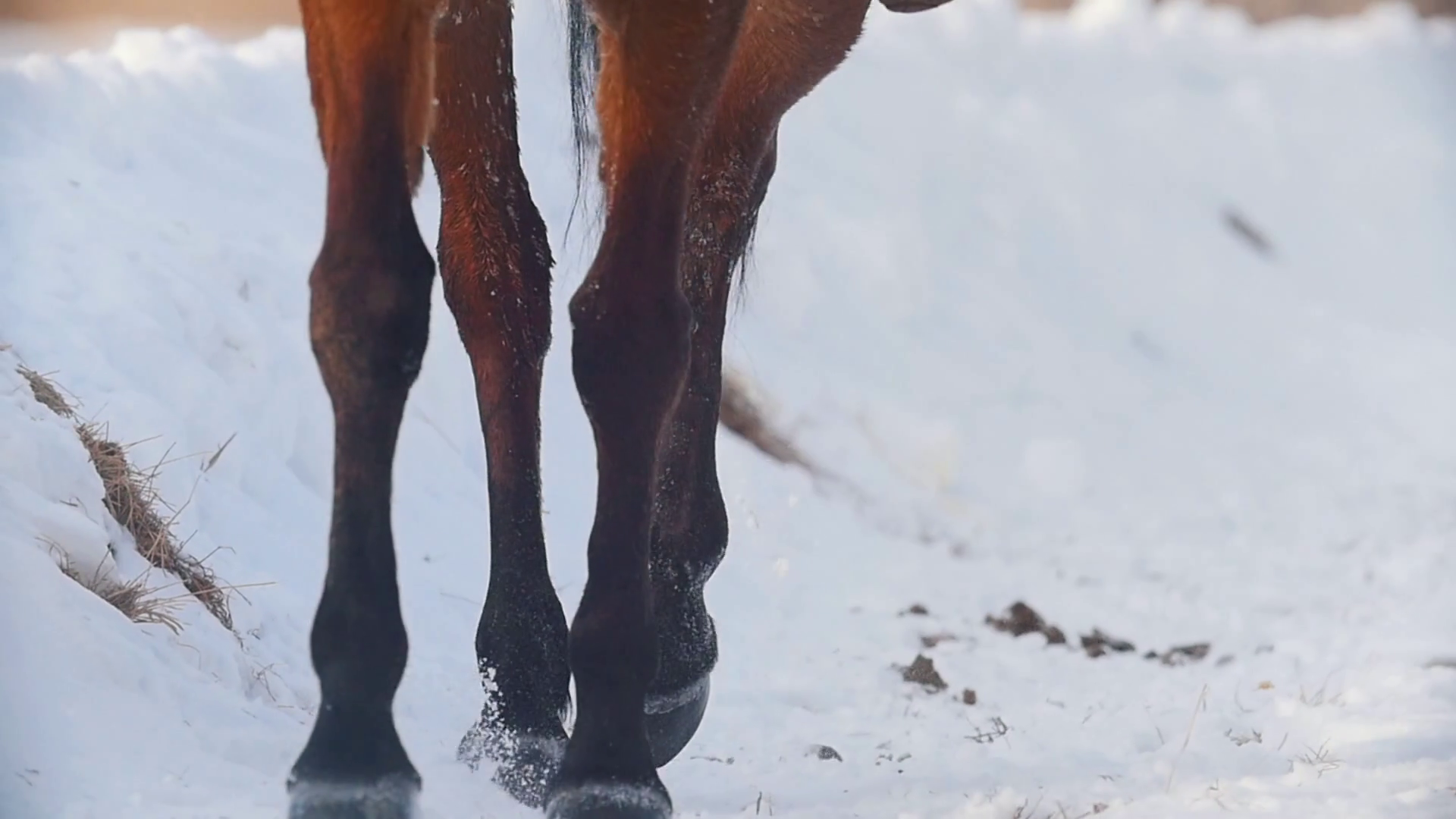 Equestrian Sport Hooves Of Horse Galloping Stock Footage SBV