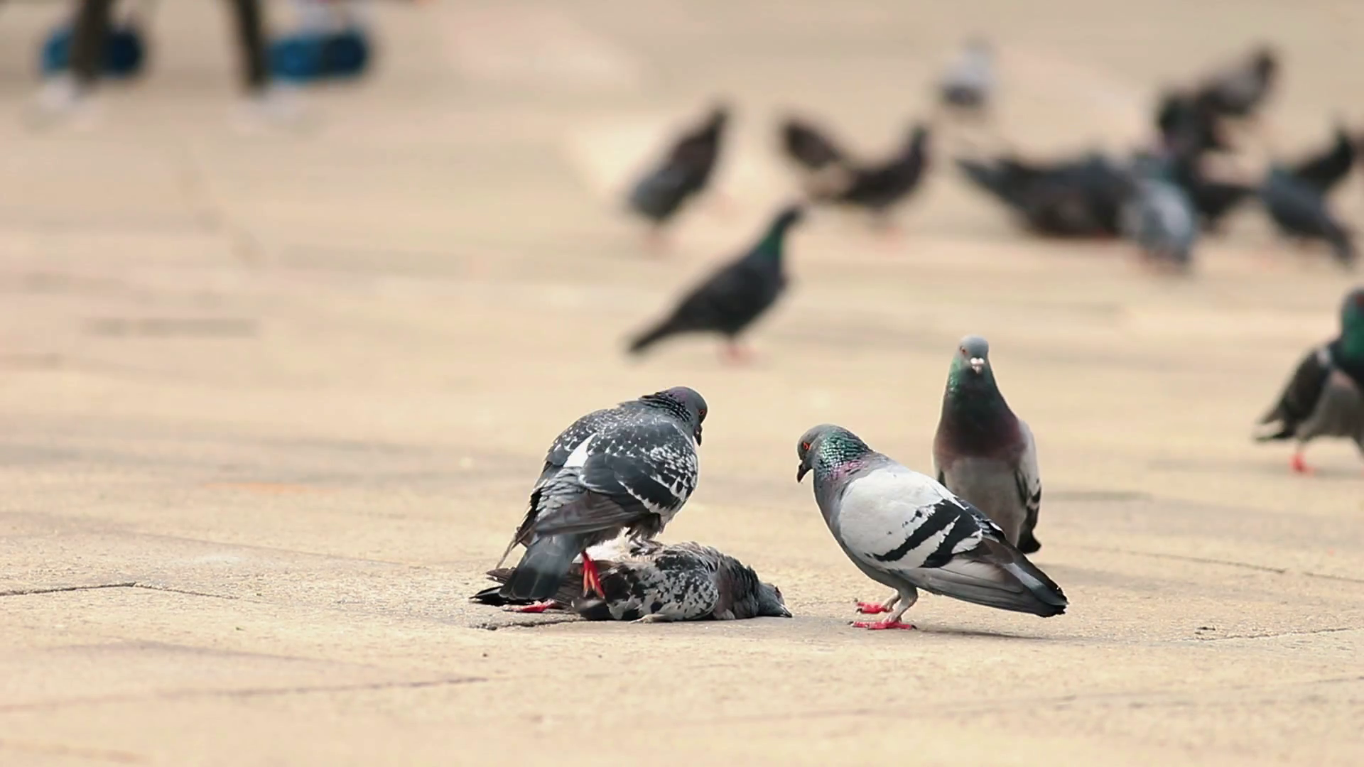 Flock Of Pigeons Eating Dead Pigeon Animal Stock Footage SBV