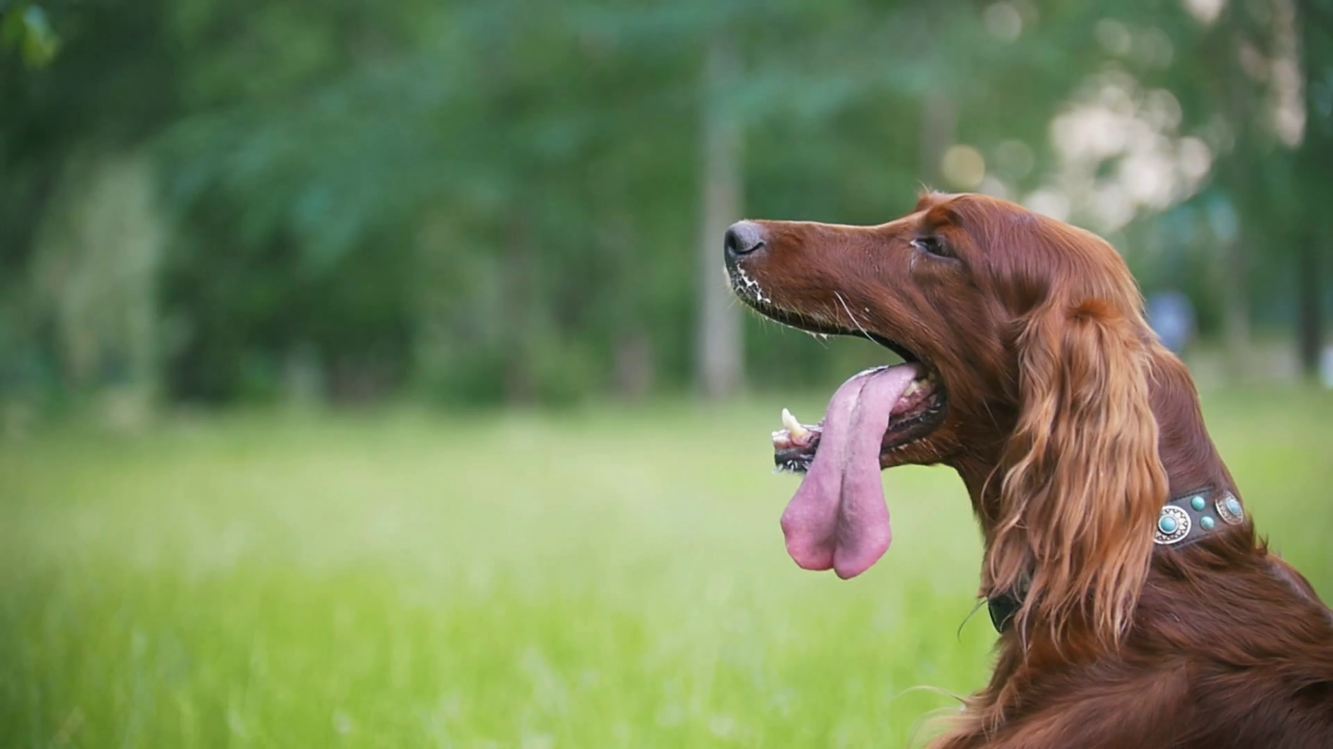Irish Setter In Park Dog Feels Hot Stuck Stock Footage SBV324630840 Storyblocks