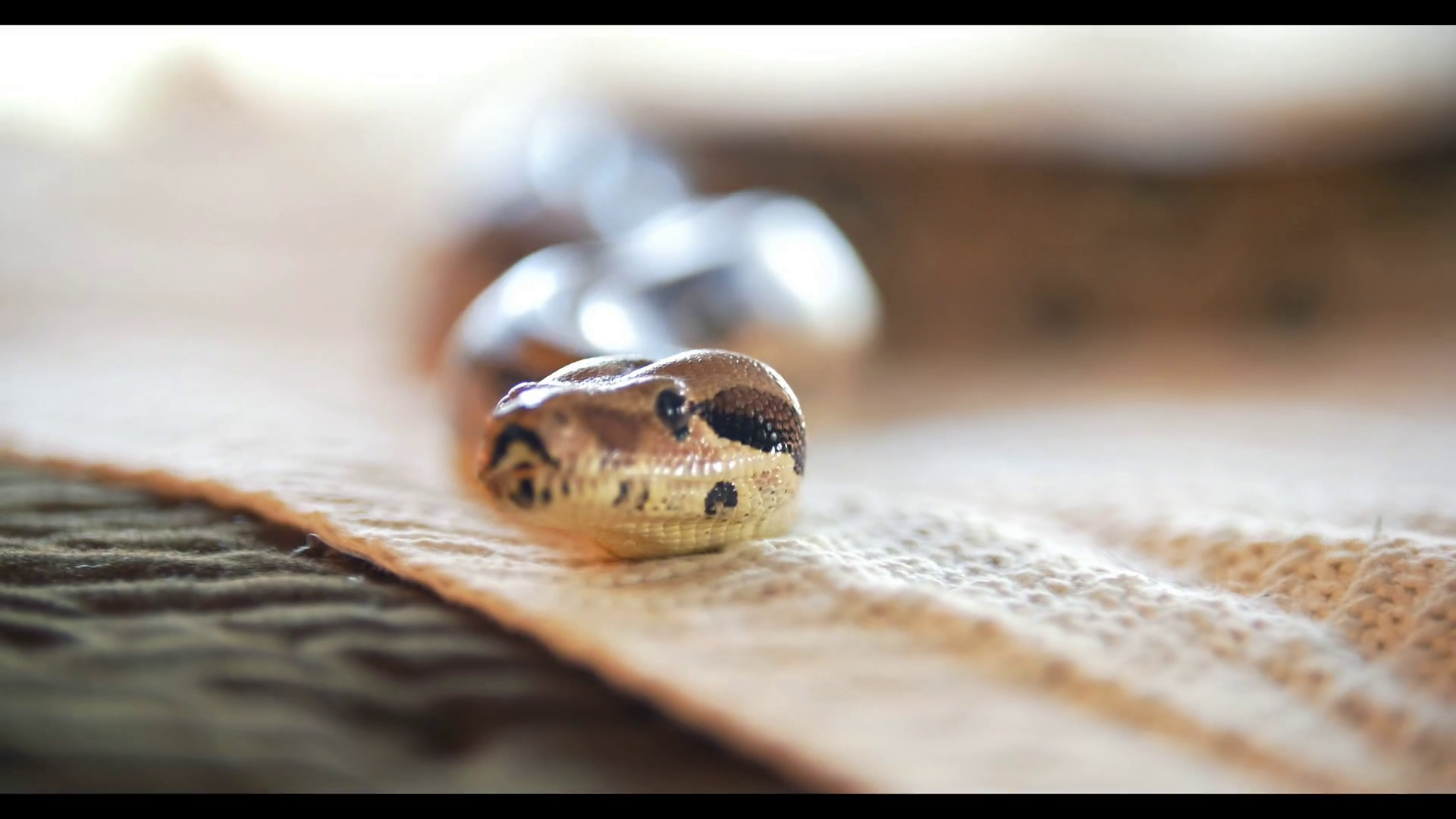 Portrait of a snake at home python Stock Video Footage 0006 SBV