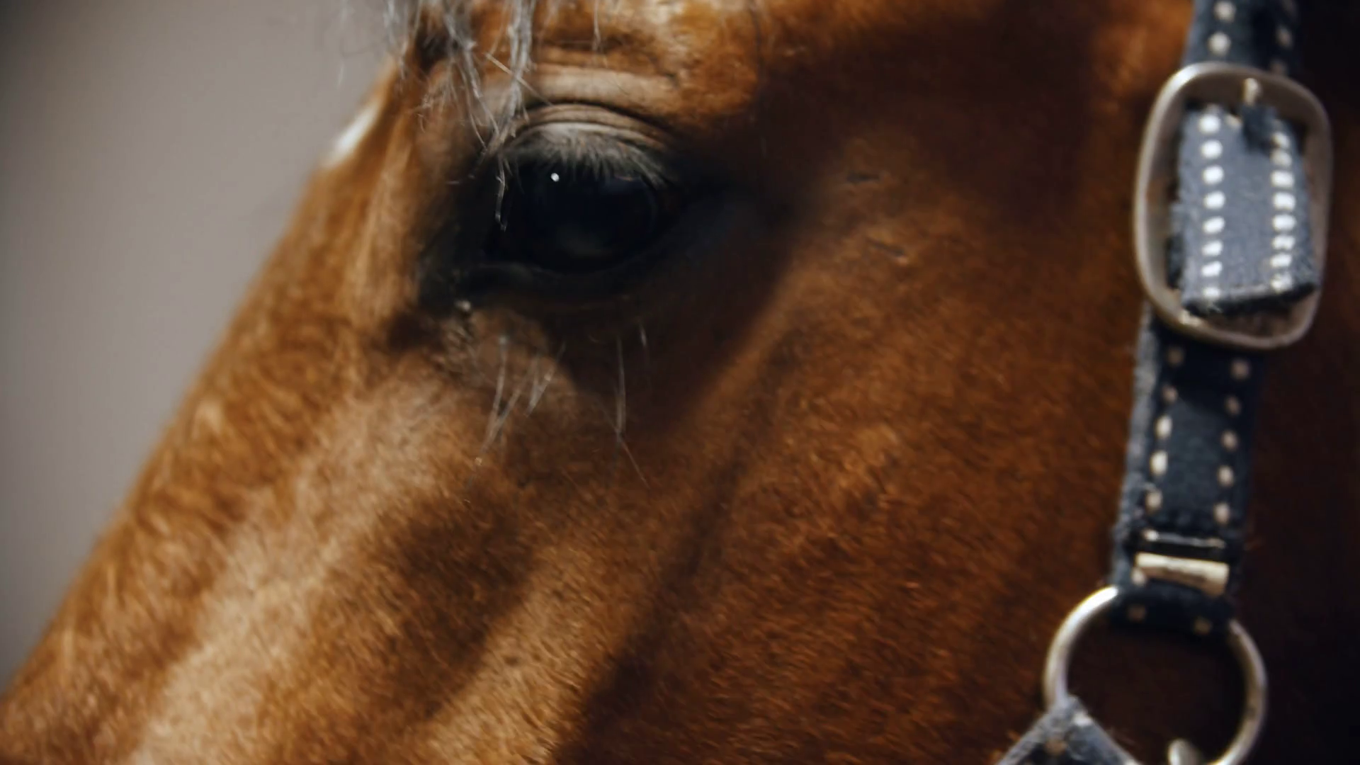 Riding A Horse Brown Horse Face In Leather Reins Stock Video Footage Storyblocks