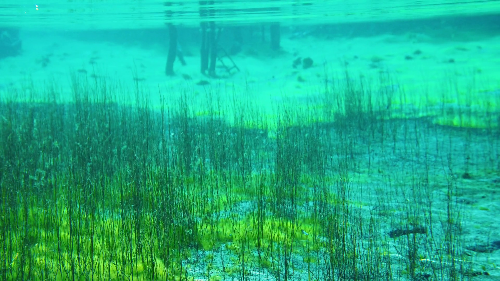 Underwater plants growing in the blue clear lake Stock Video Footage 00