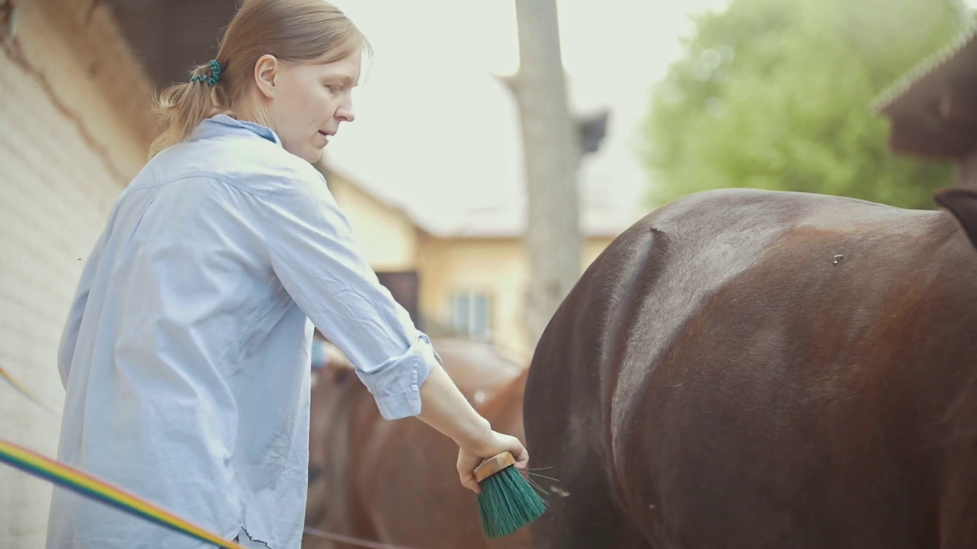 Woman Horse Brushing Stallion On Sunny Day Stock Footage SBV327278384 Storyblocks