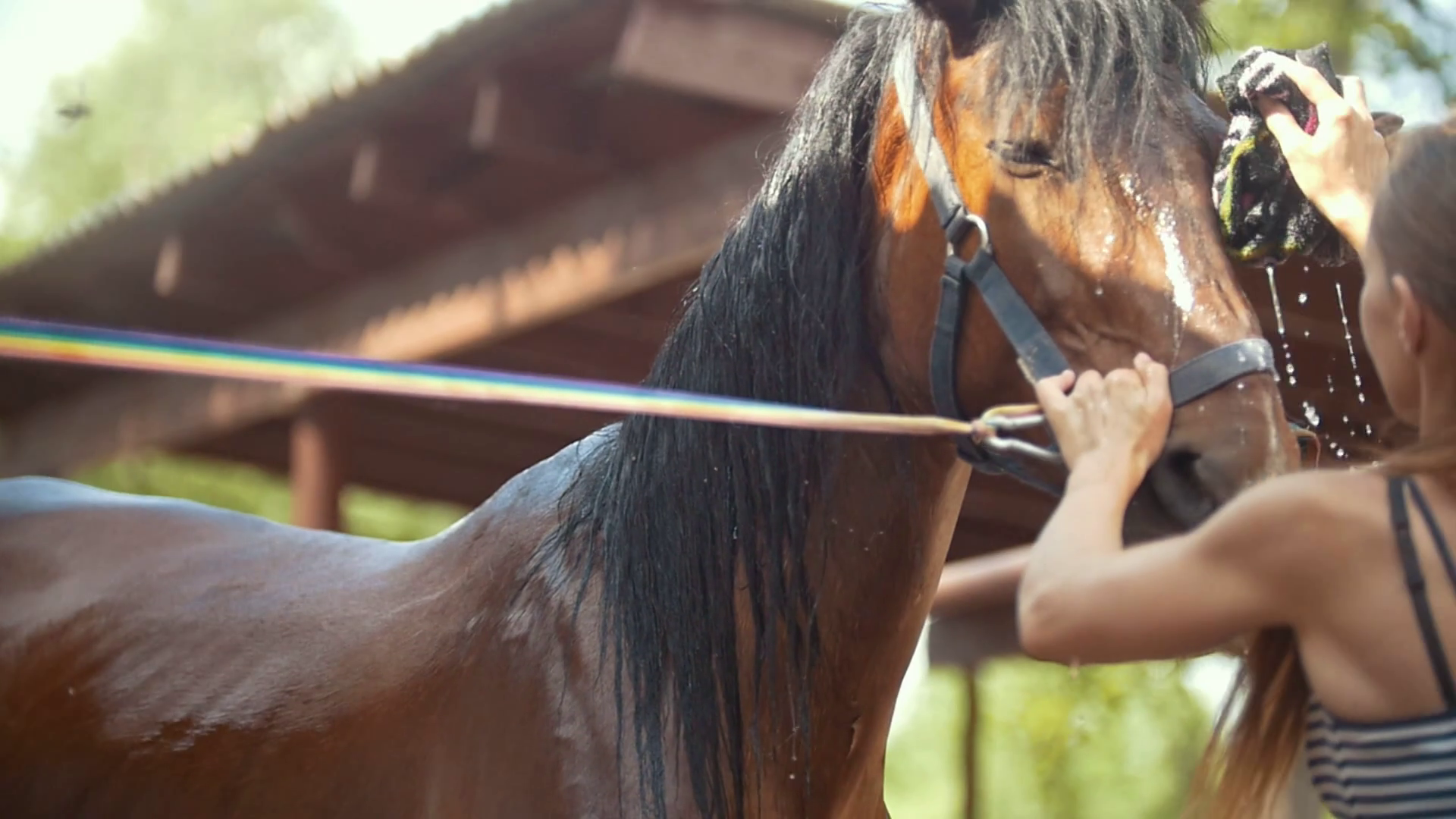 Young woman cleaning a horse with a water on a sunny day on animal farm