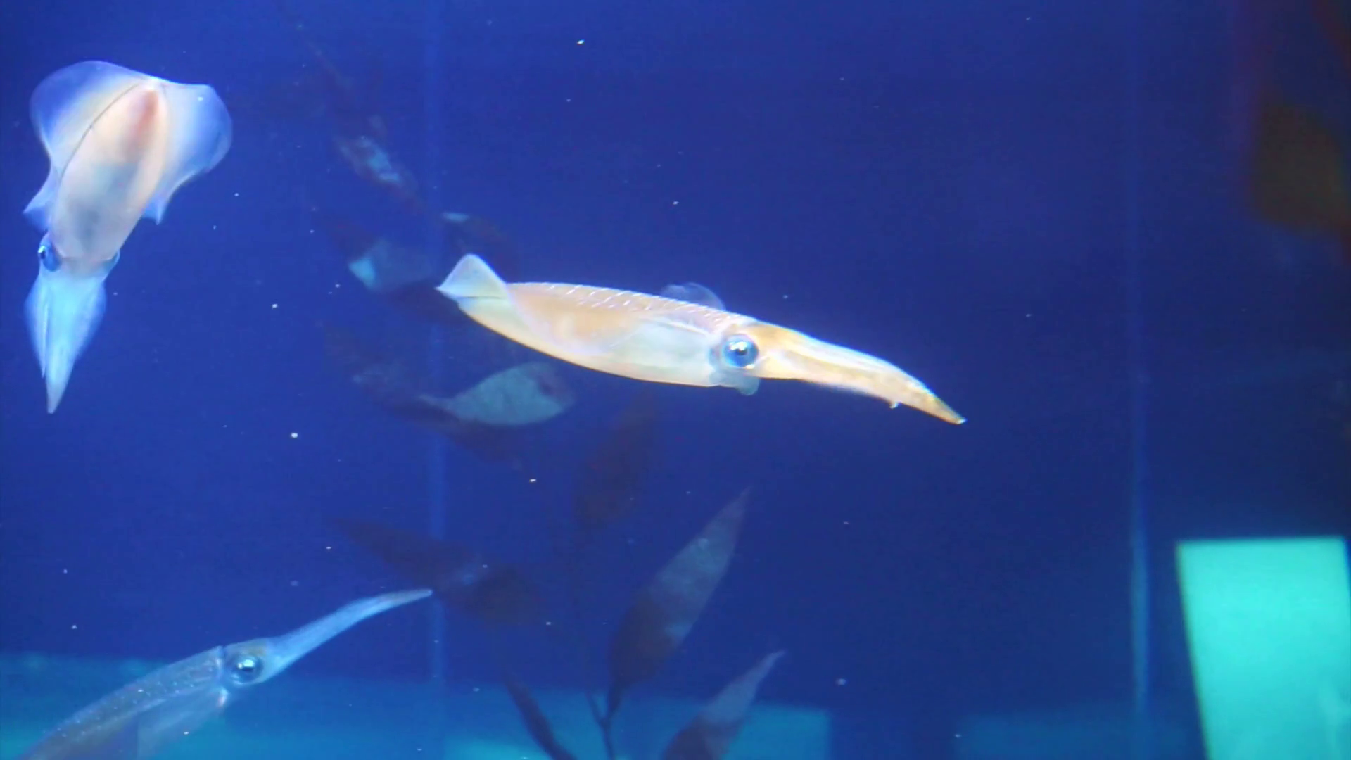 Cuttlefishes Squids Swimming Under Blue Stock Footage SBV304682736