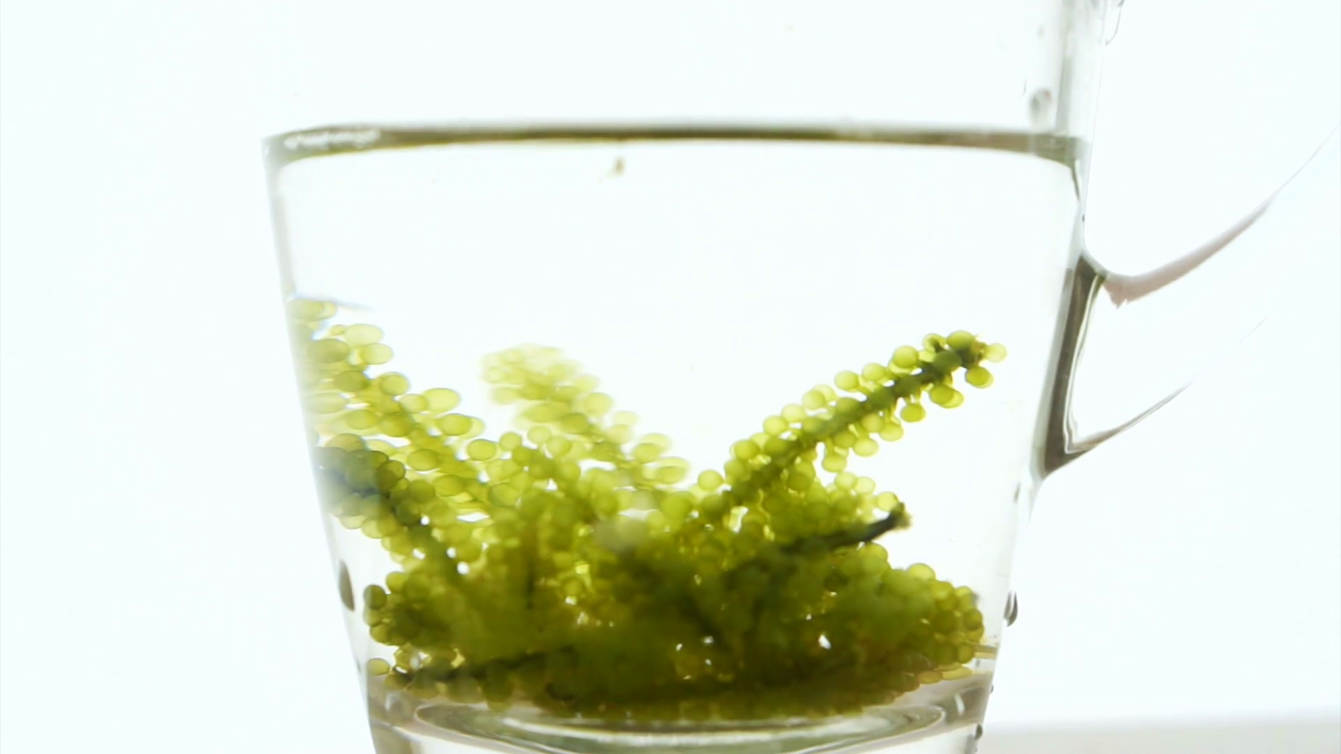 Sea grape seaweed, uni budou. japanese ocean seaweed food. great food for vegan and vegetarian