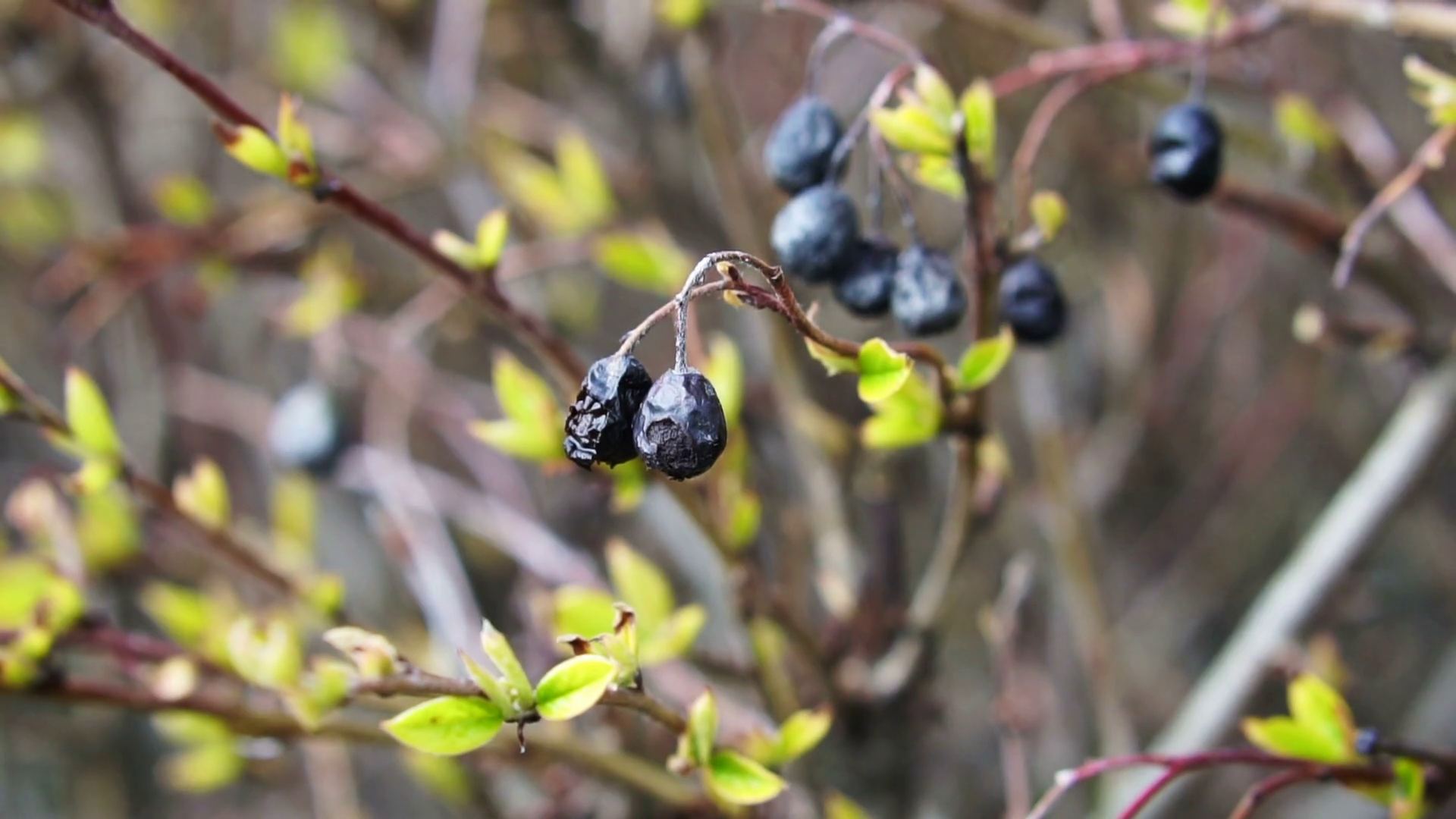 Dried wilting blueberries on bush in winter Stock Video Footage 0014