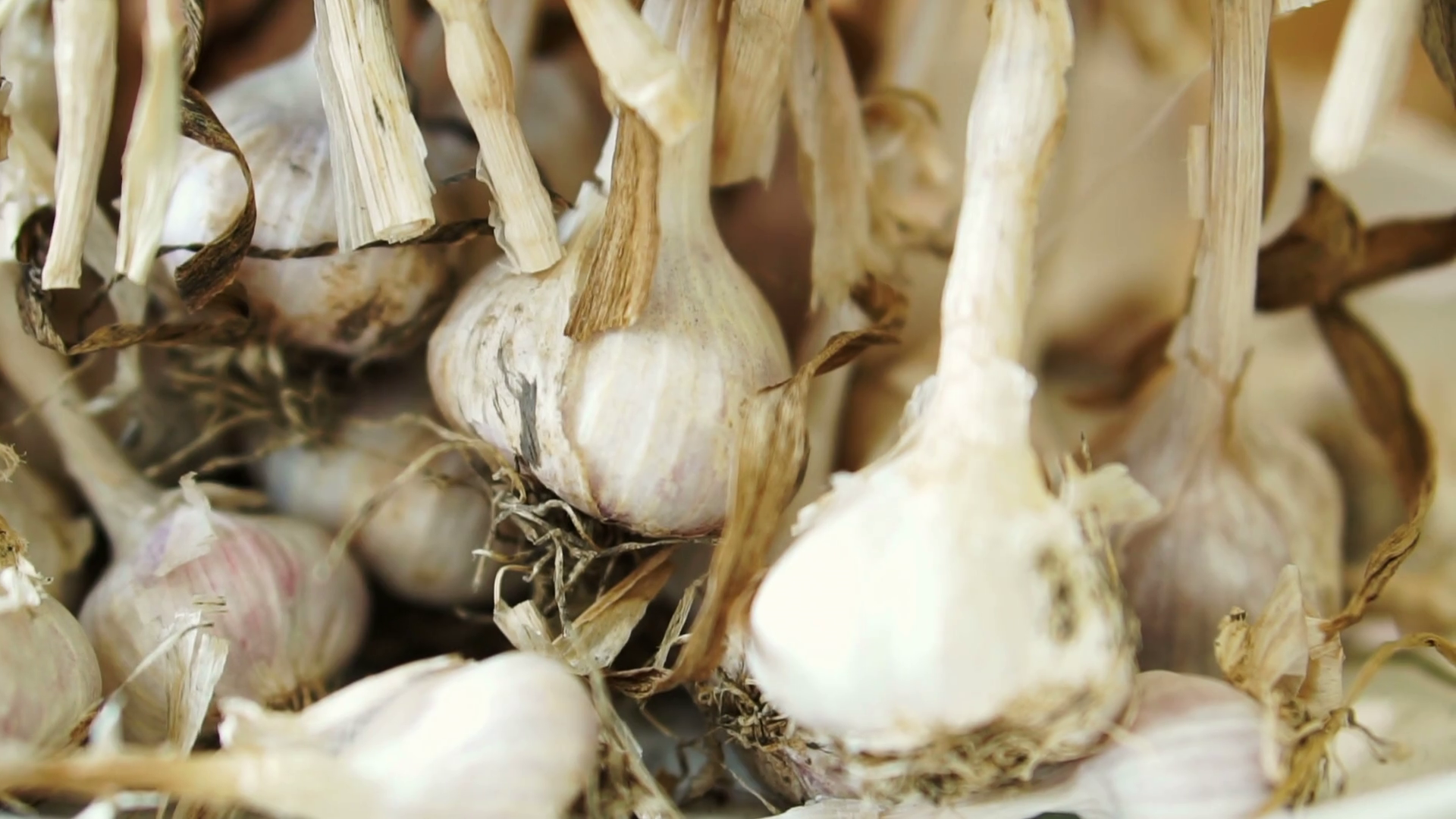 Dried fresh garlic harvested from the farm close up video shot Stock