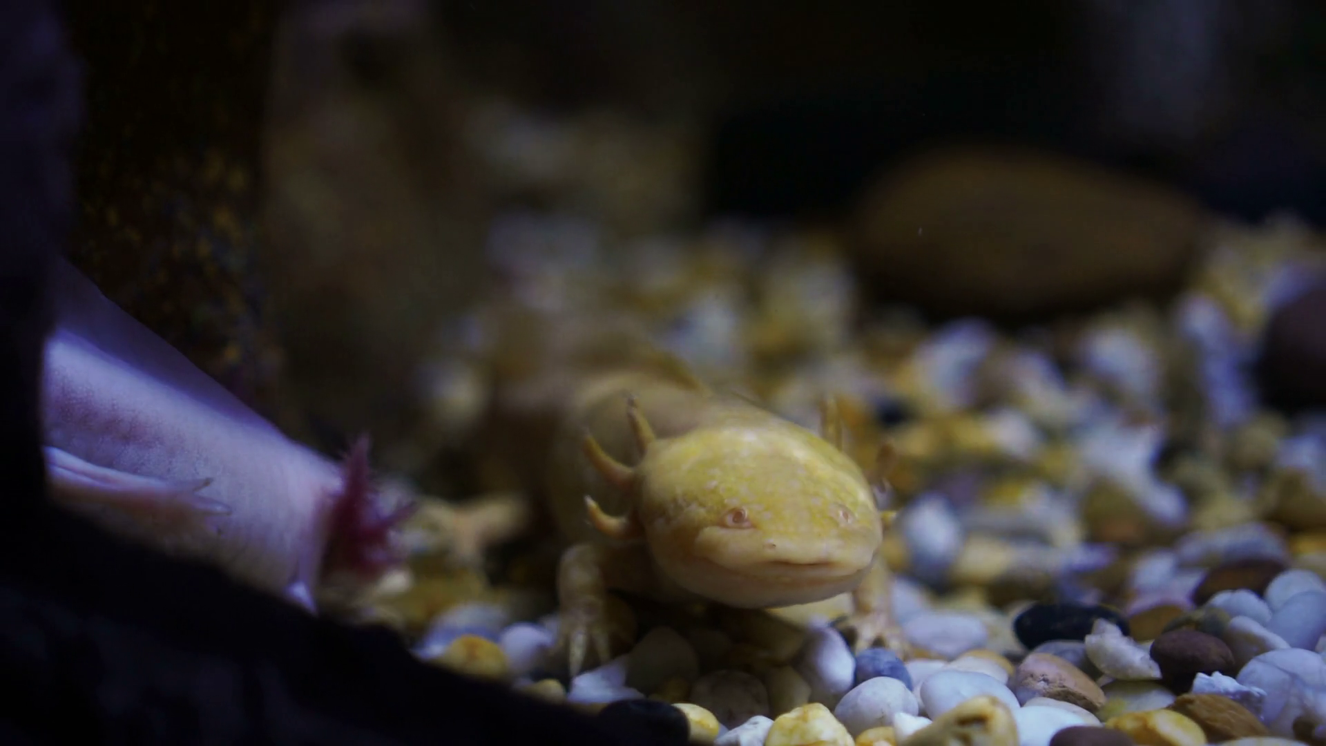 lizard like amphibian