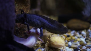 lizard like amphibian