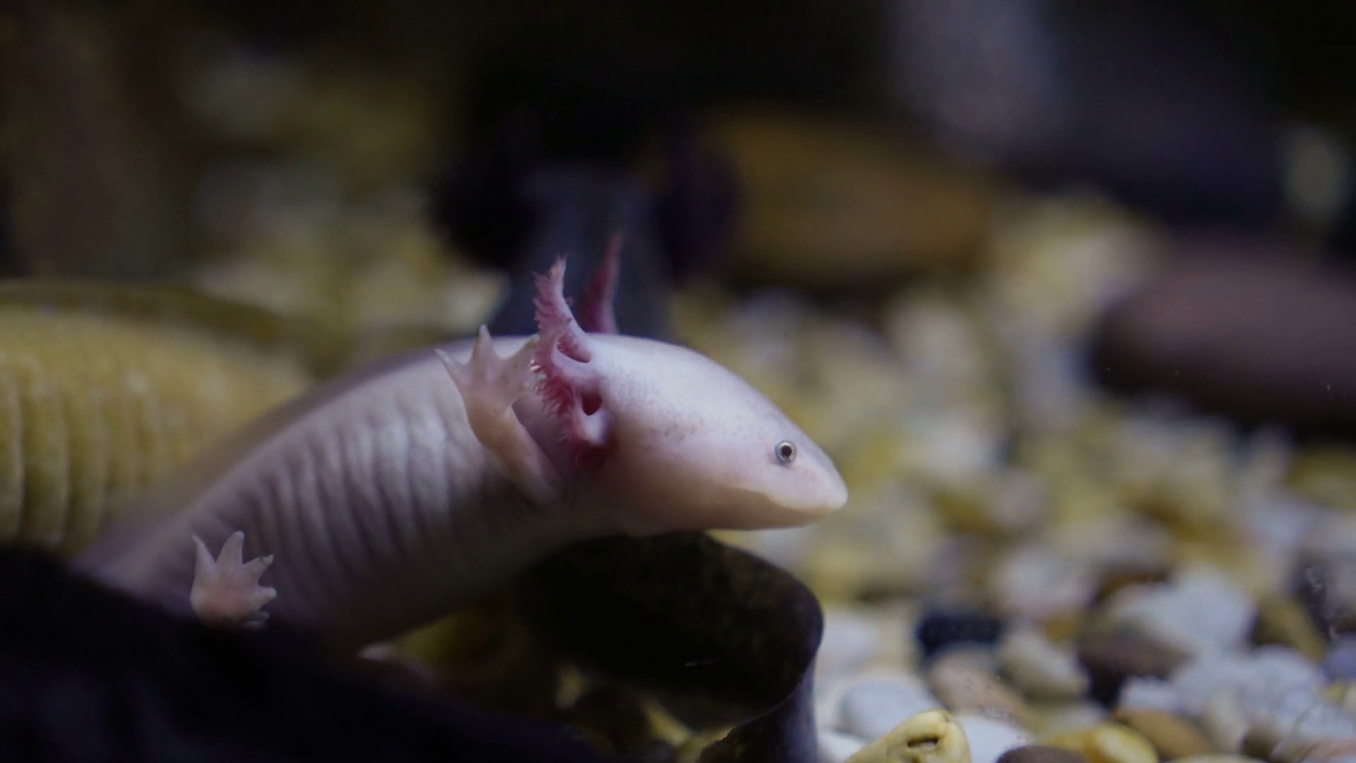 Underwater Salamanders Adorable Smiling Stock Footage SBV326715927