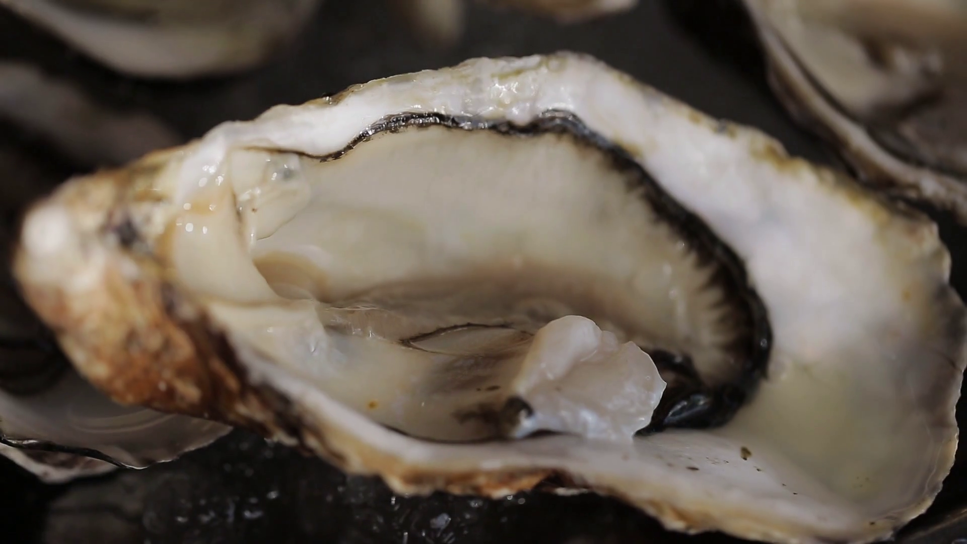 Oysters placed on ice tray Stock Video Footage 0008 SBV320132884