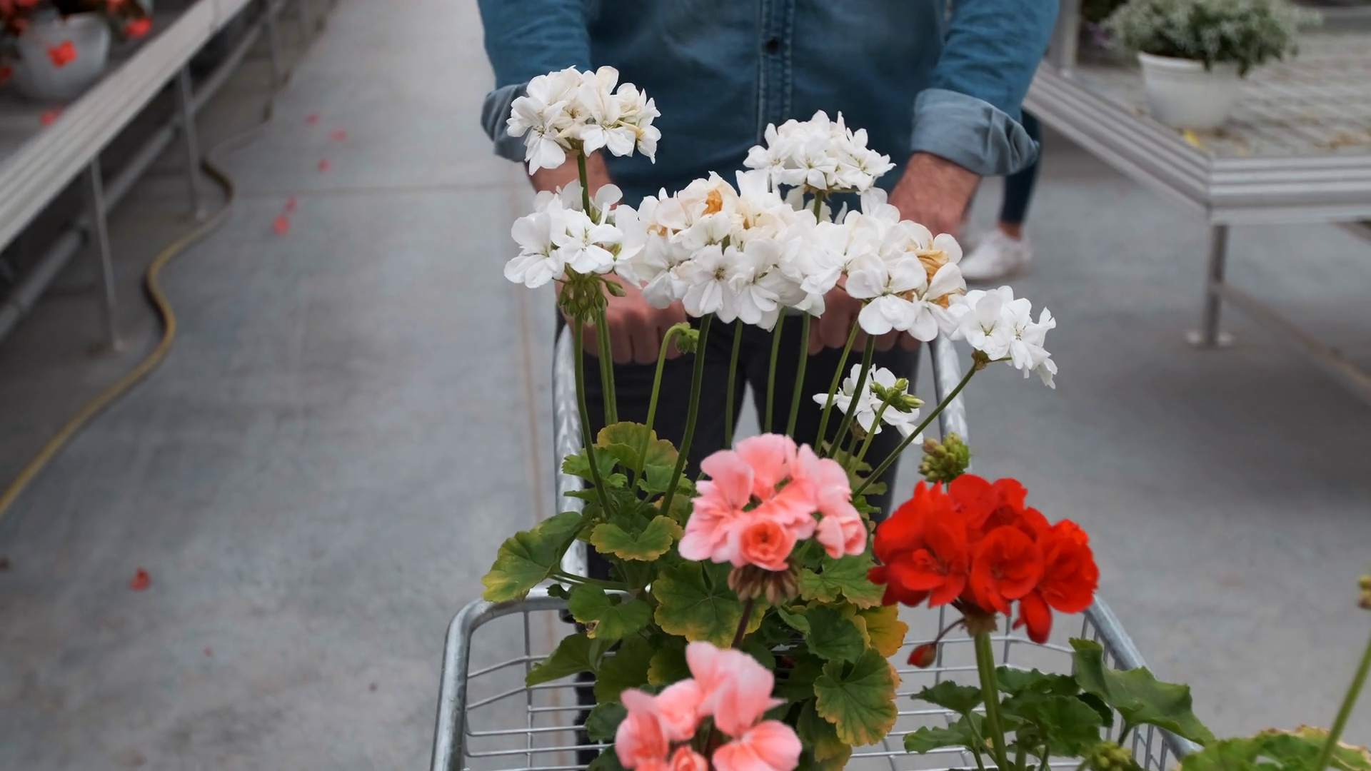 Man Buying Flowers In A Sunlit Garden Shop 4k Young Man Shopping For Decorative Plants On A Sunny Floristic Greenhouse Market Home And Garden Concept Stock Video Footage Storyblocks