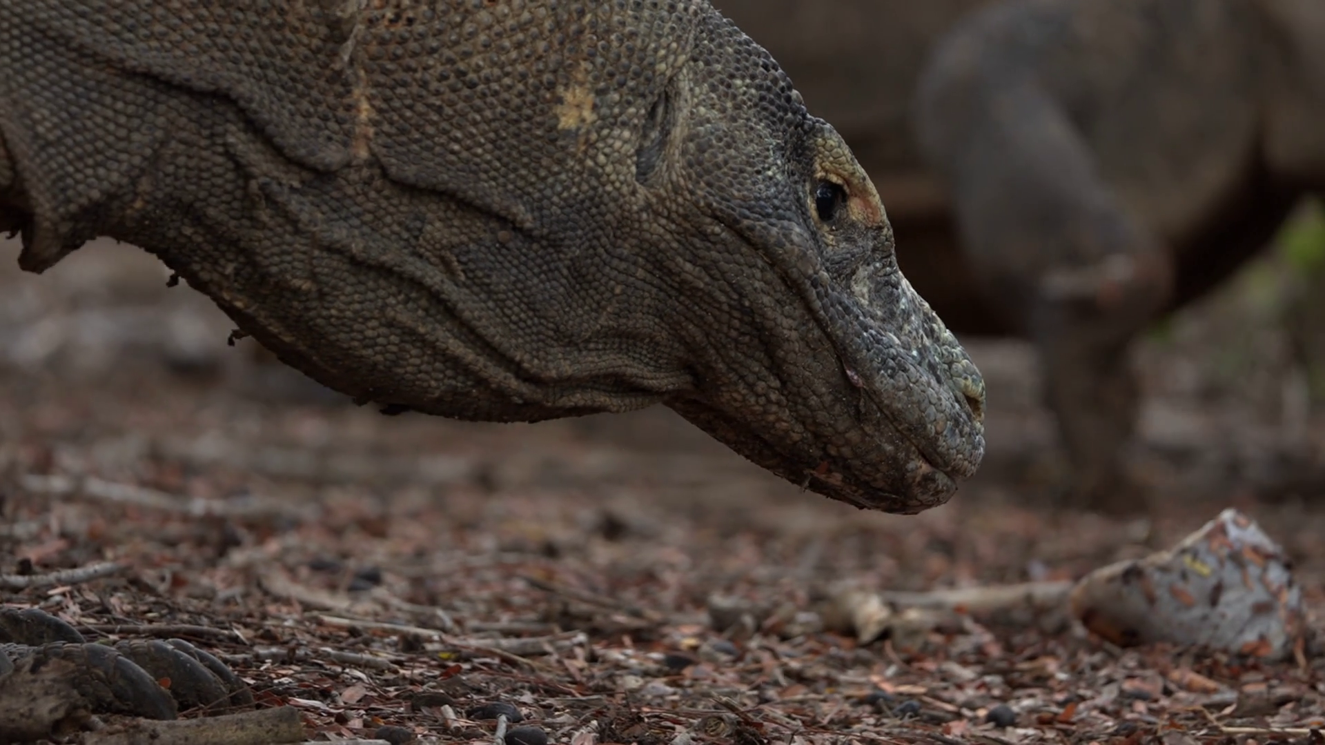 Monitor Lizard Walks On Sand Between Trees Stock Footage SBV-351971941 ...