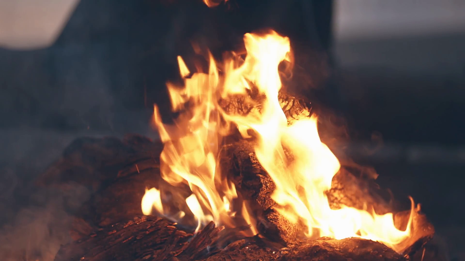 Bonfire Burning Trees At Night Bonfire Stock Footage SBV338899274