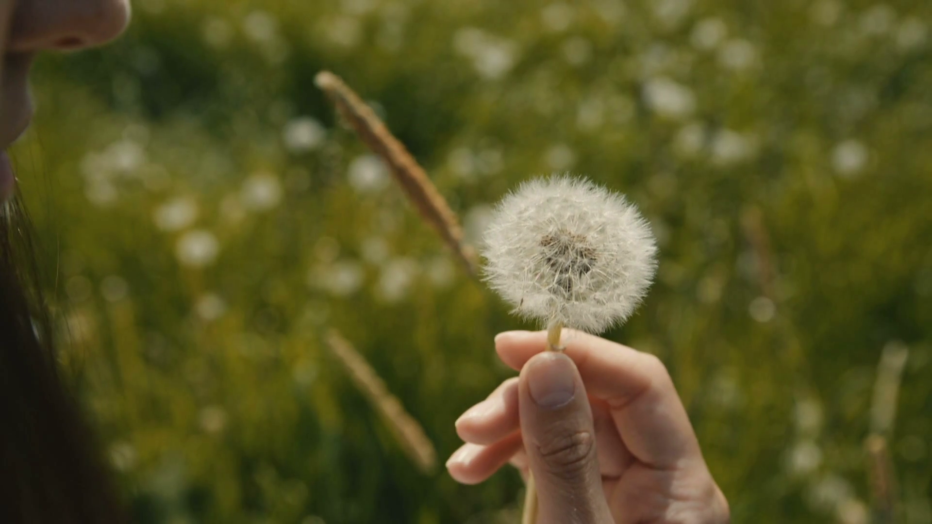 Blowing a dandelion Stock Video Footage Storyblocks