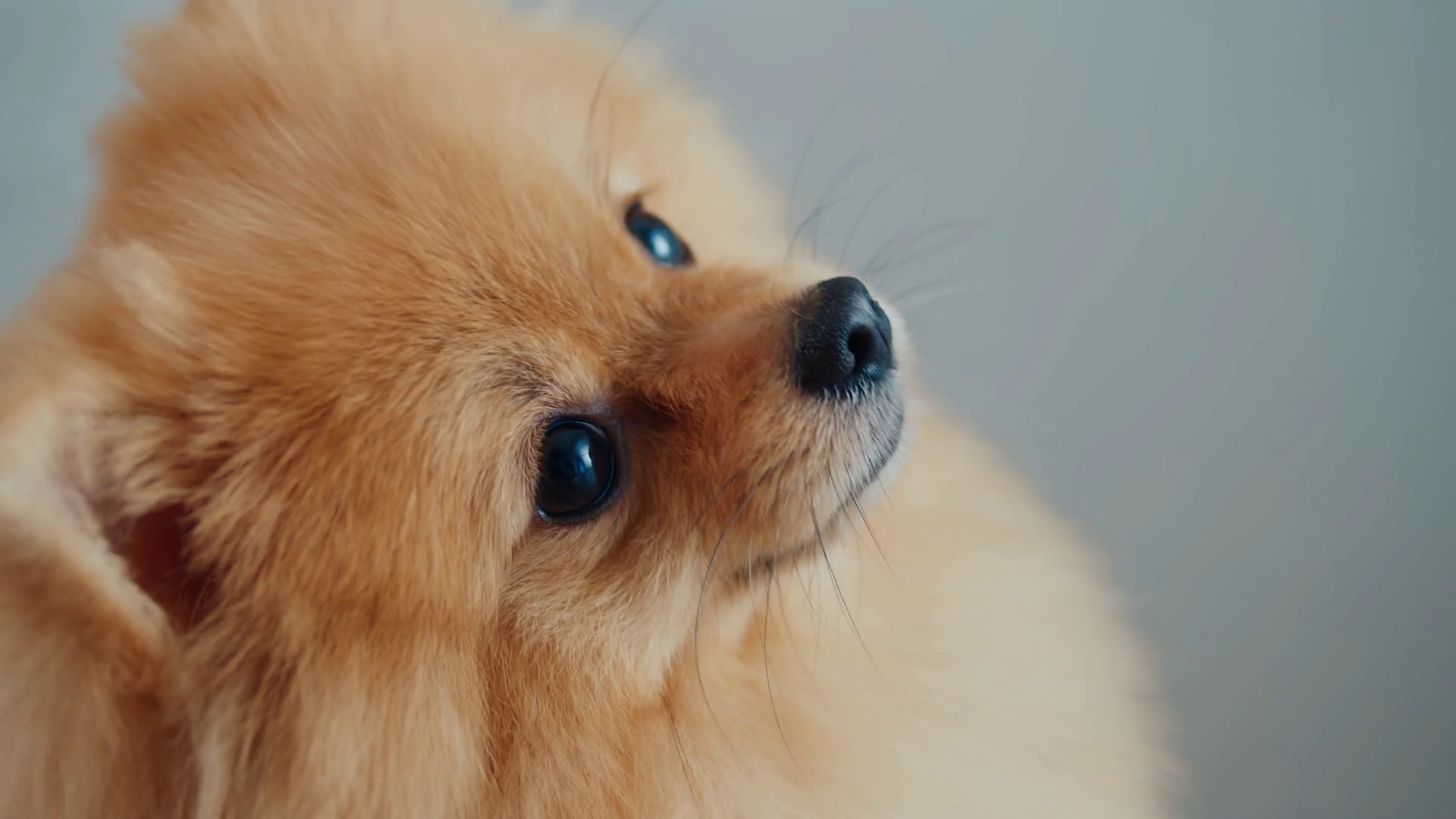 Closeup Of Muzzle Of Pomeranian Dog Stock Footage SBV346879403
