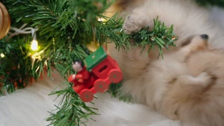 fluffy Pomeranian puppy playing with a Christmas tree branch