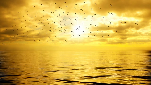 Bird | Effects and Overlays motion backgrounds - Storyblocks