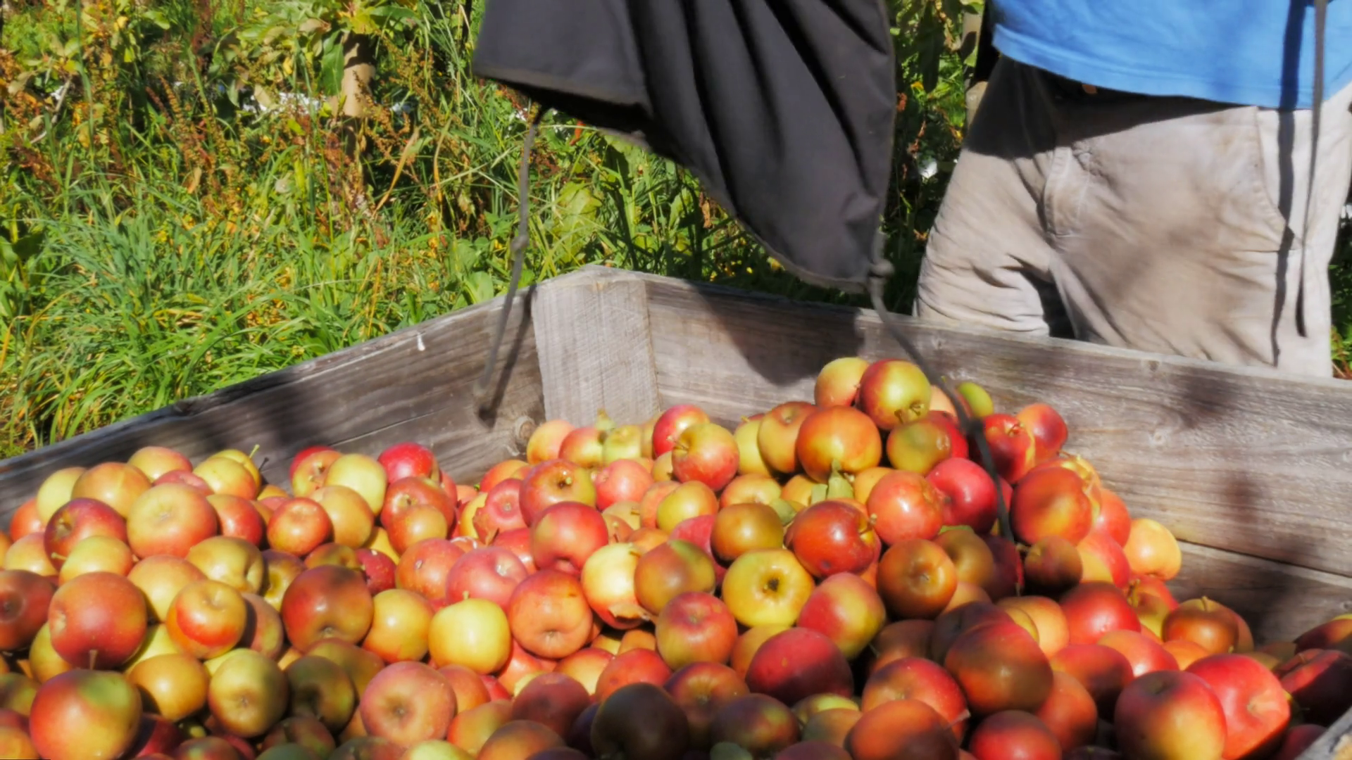 An Orchard Worker Empties Picker's Bag Of Stock Footage SBV-353265946 ...