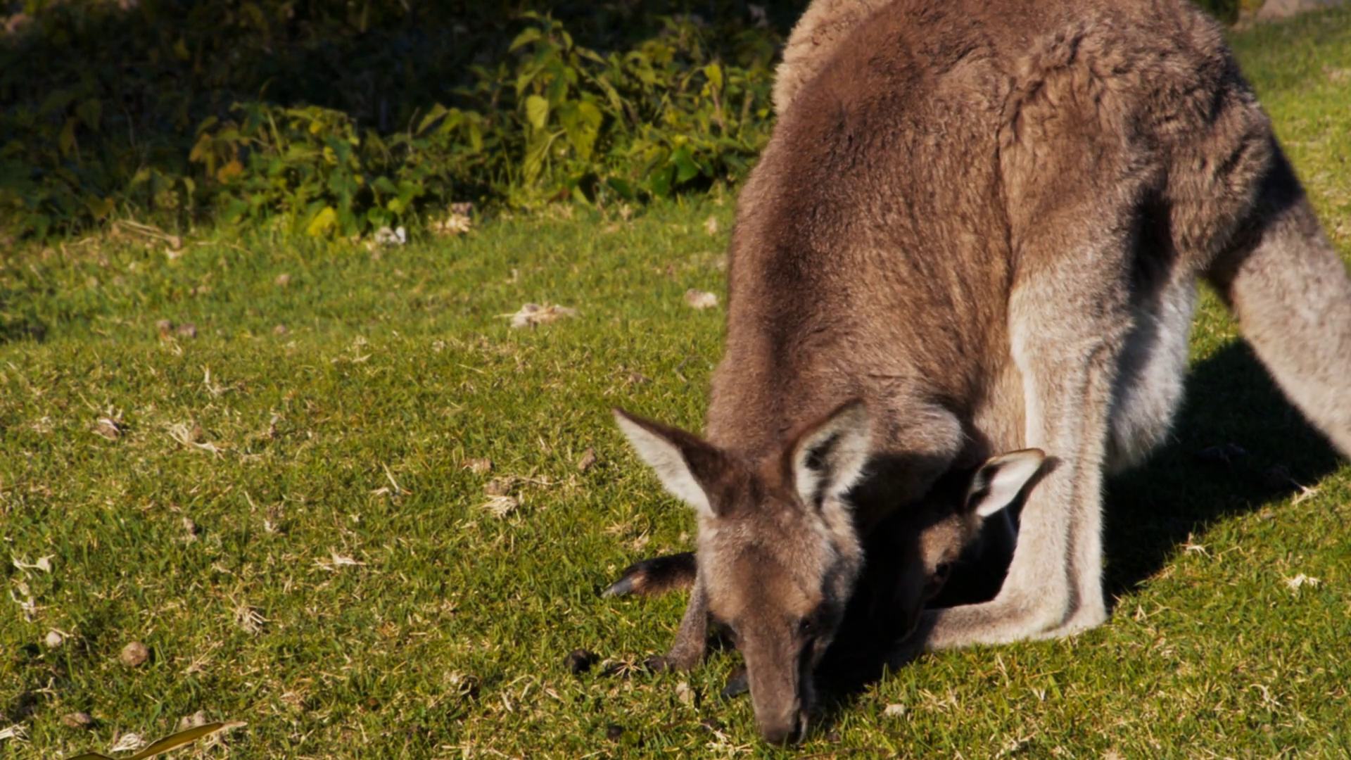 A Wallaby Joey Leaves Mother's Pouch Stock Footage SBV-353125875 ...
