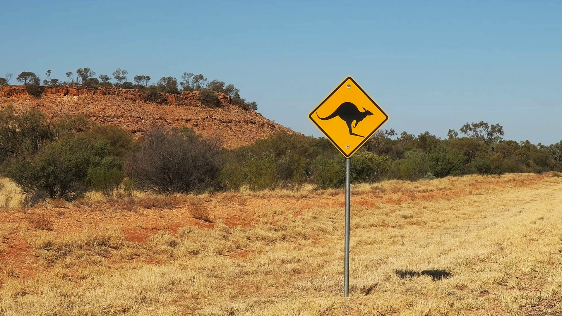 A Zoom In Shot Of Kangaroo Road Sign In Stock Footage SBV-353326668 ...