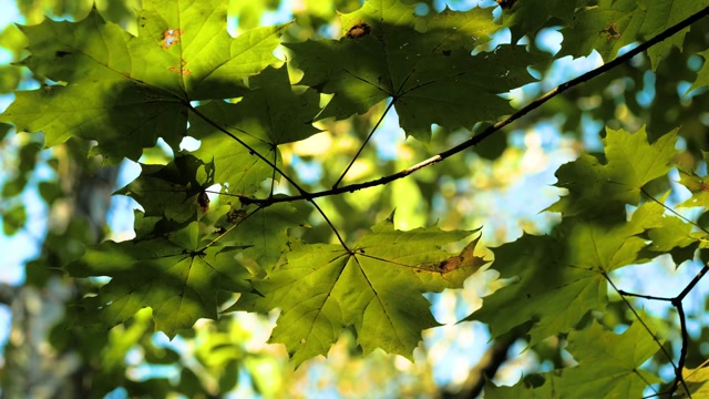 Maple Tree Syrup Stock Footage: Royalty-Free Video Clips - Storyblocks