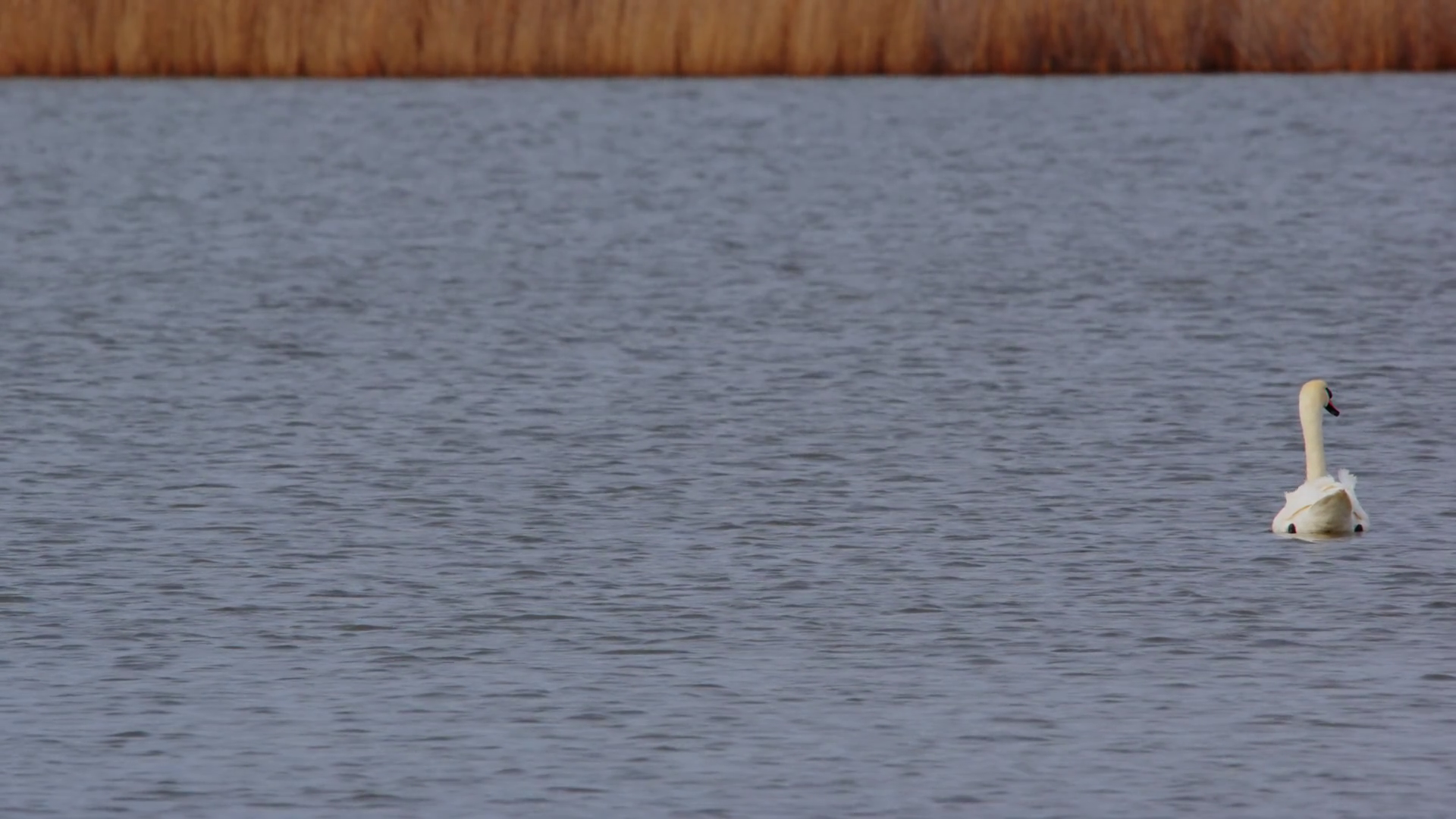 Footage Of Swan On Lake Largest Flying Birds Stock Footage SBV ...