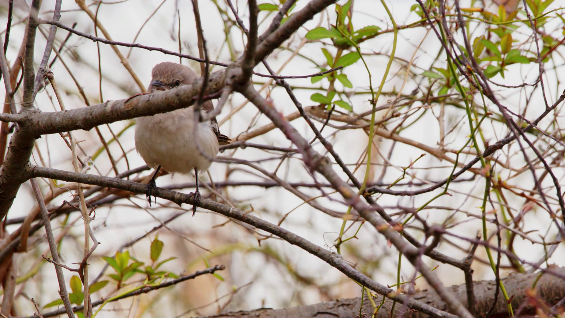 Close Up Of Northern Mockingbird (mimus Stock Footage SBV-352061069 ...