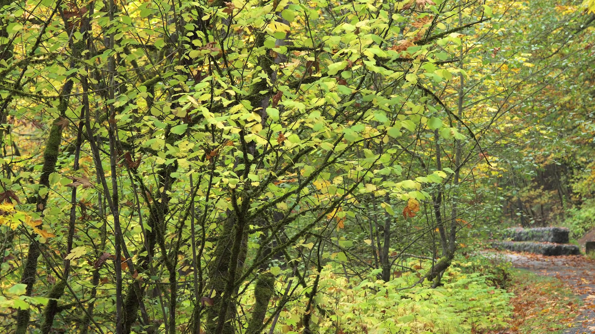 Spring Forest Top View Young Green Leaves On Stock Footage SBV ...