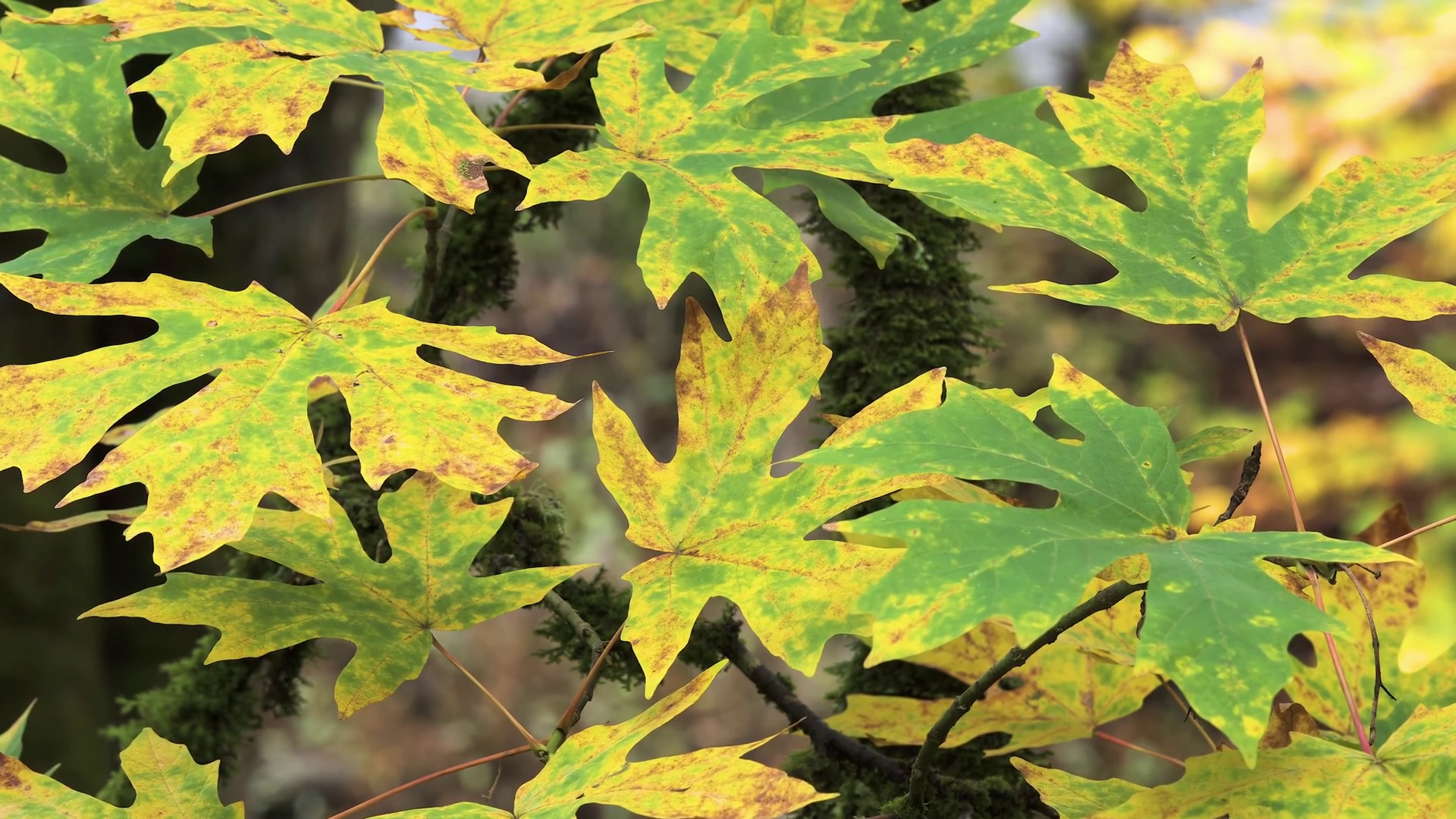 Green Immature Trichomatic Indehiscent Stock Footage SBV-352077360 ...