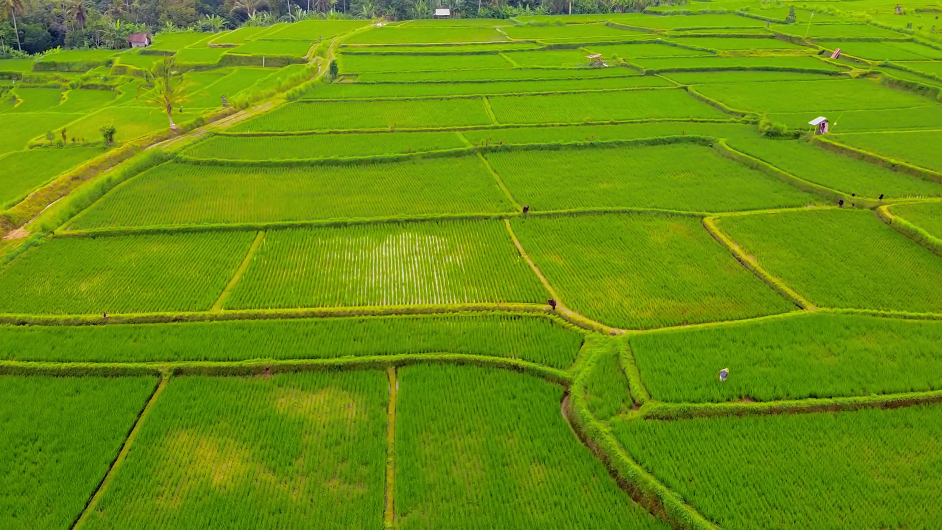 Drone Captures Stunning Tegalalang Rice Stock Footage SBV-352160973 ...