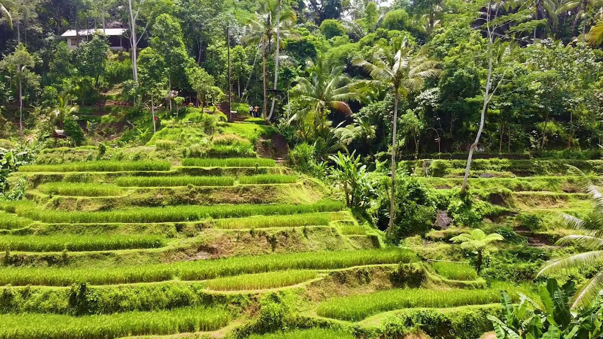 Sweeping Drone Footage Of Tegalalang Rice Stock Footage SBV-352159144 ...