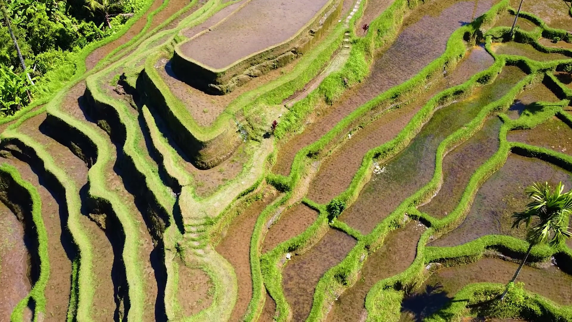 The Drone Footage Shows Rice Terraces In Stock Footage SBV-352159181 ...