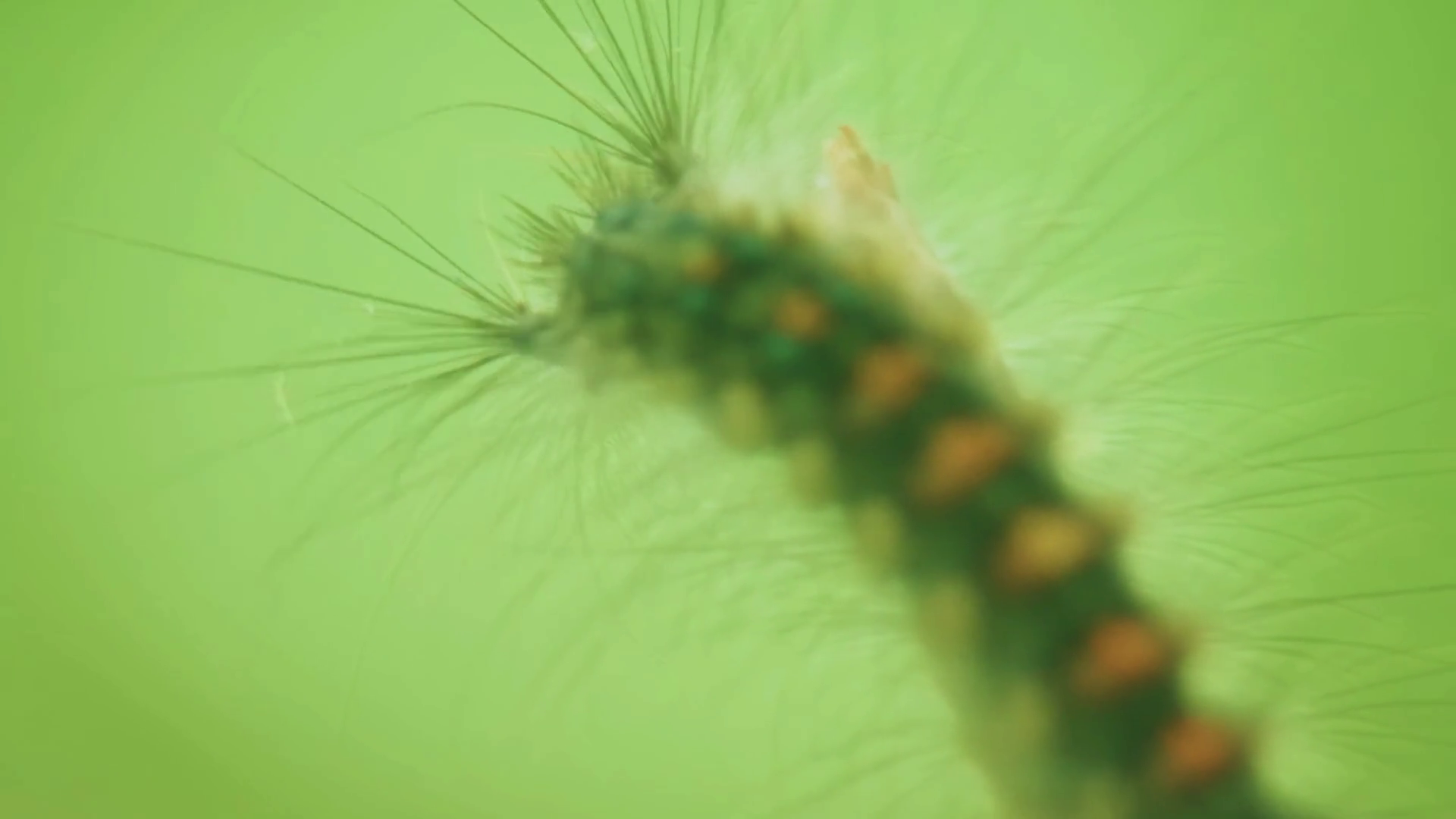 Close Up Of European Gypsy Moth (lymantria Stock Footage SBV-352066671 ...