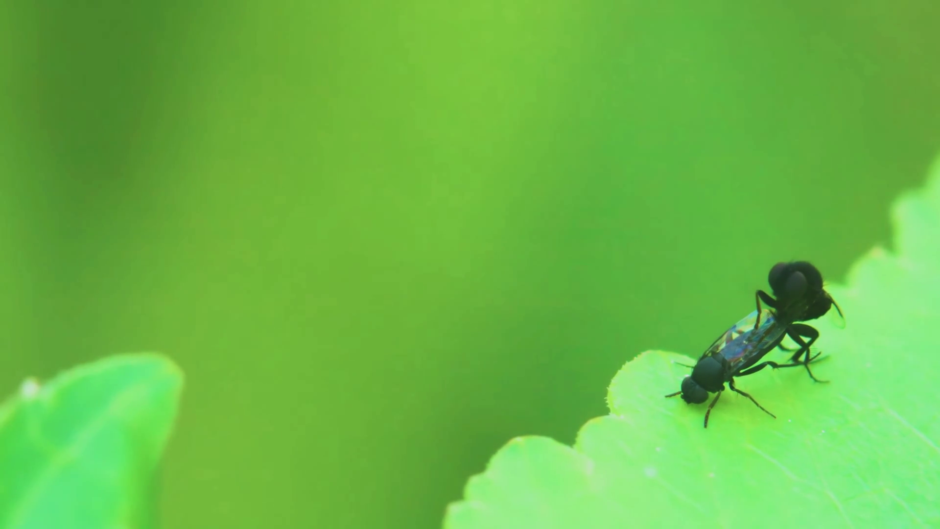 Close Up Of Two Web Spinning Sawflies Stock Footage SBV-352066757 ...
