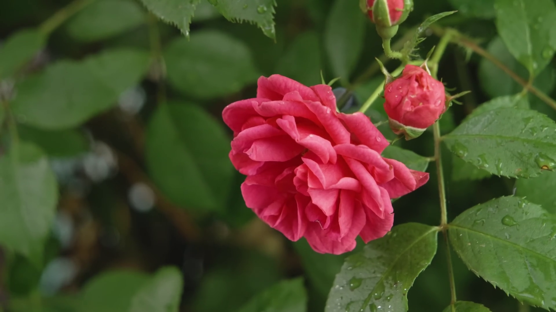 Rosa Chinensis (china Rose) In Bloom Stock Footage SBV-352056051 ...