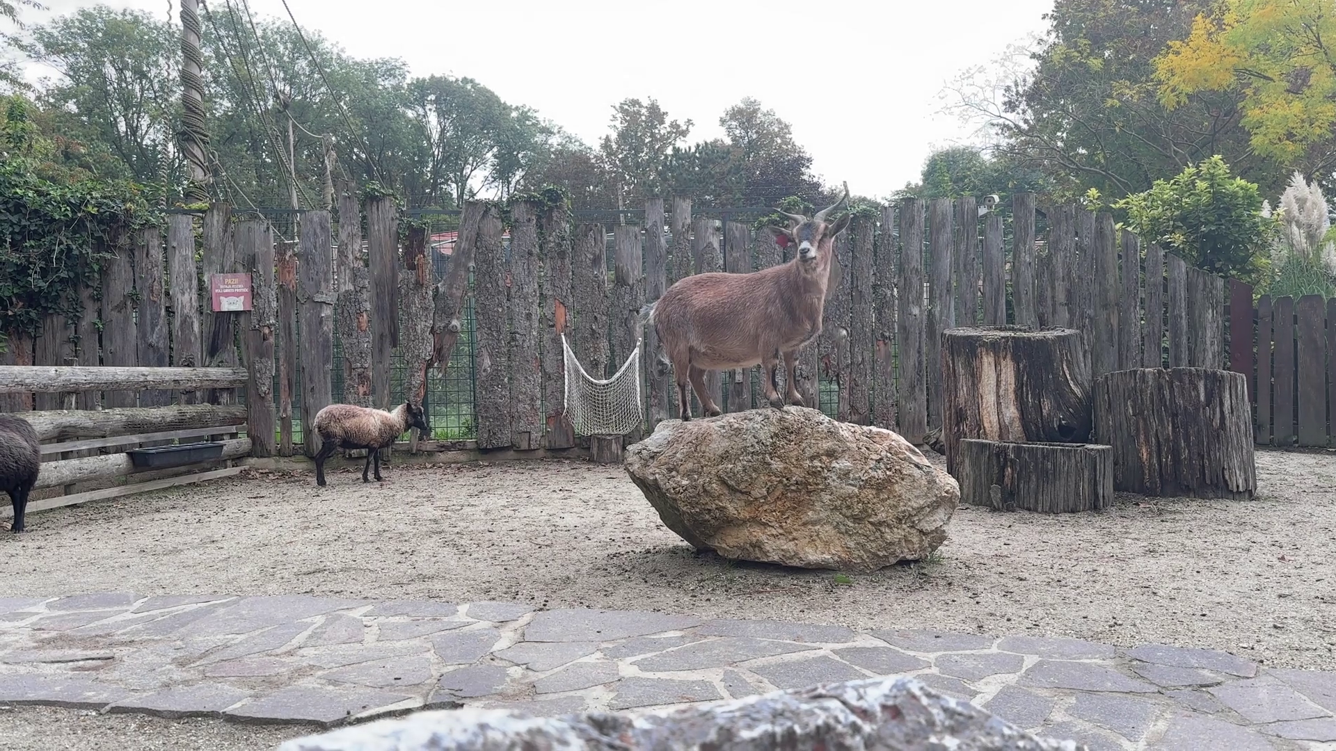 Animals Exploring Habitat At Local Zoo Stock Footage SBV-351888325 ...