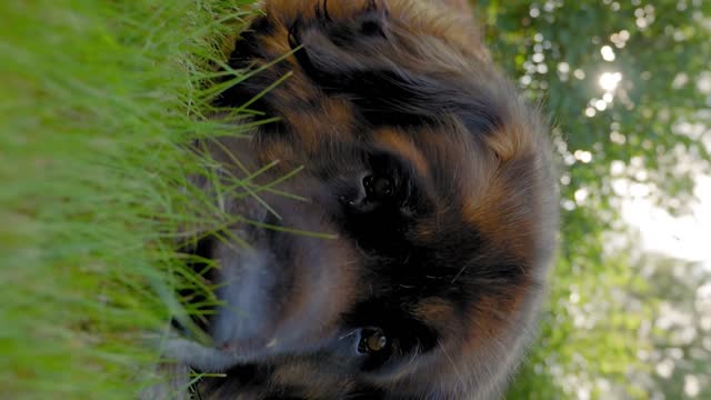 Discouraged Dog Stock Footage: Royalty-Free Video Clips - Storyblocks