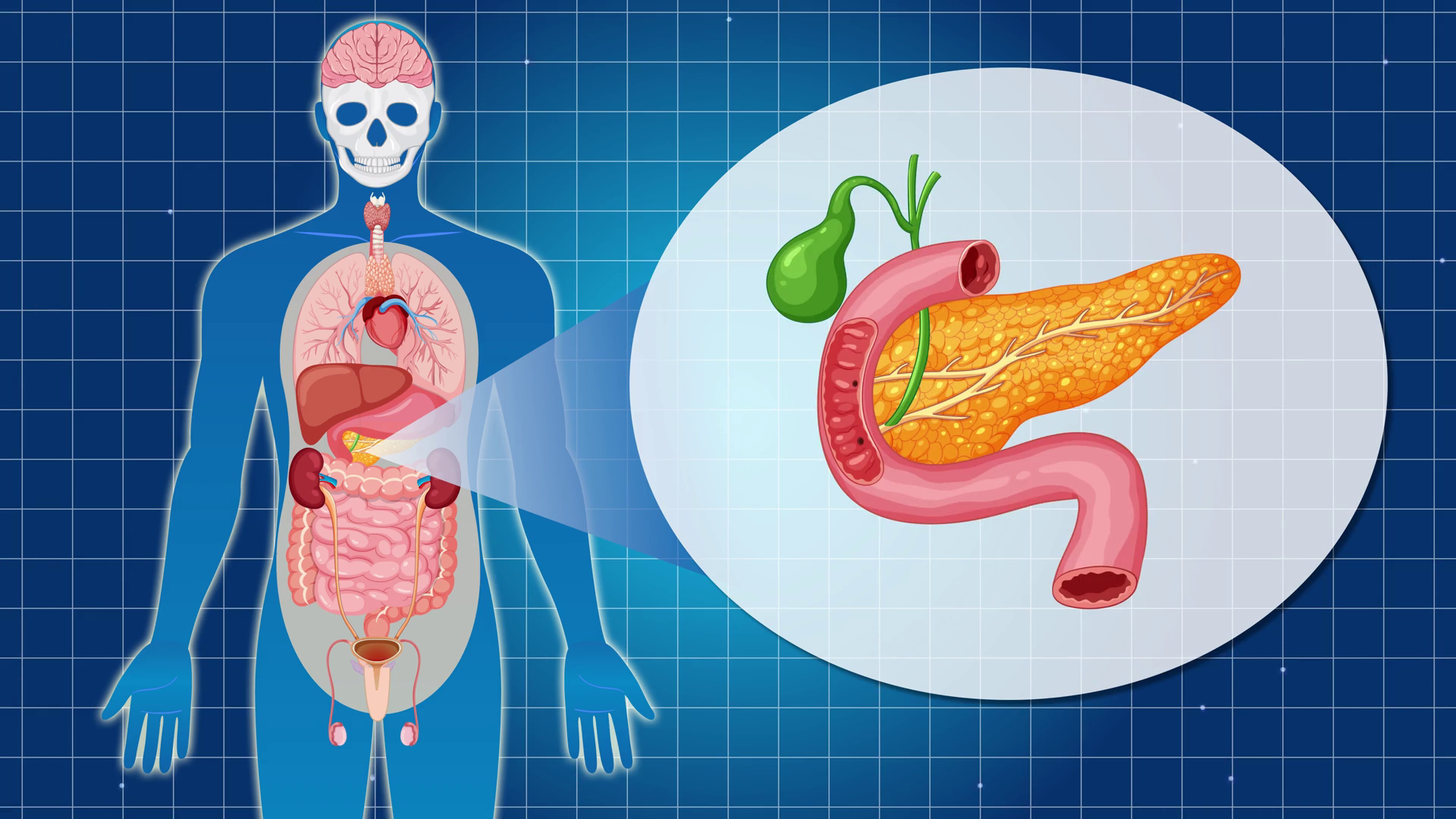Human Anatomy Animation Highlighting Pancreas Stock Footage SBV ...