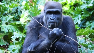 Gorilla Eating Leaves at Melbourne Zoo